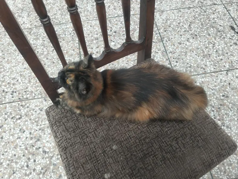 cat is no pregnant — photo 5