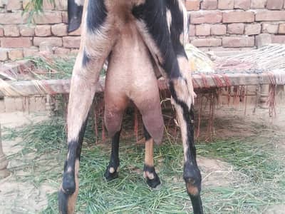 shara bread bakri urgent for sell