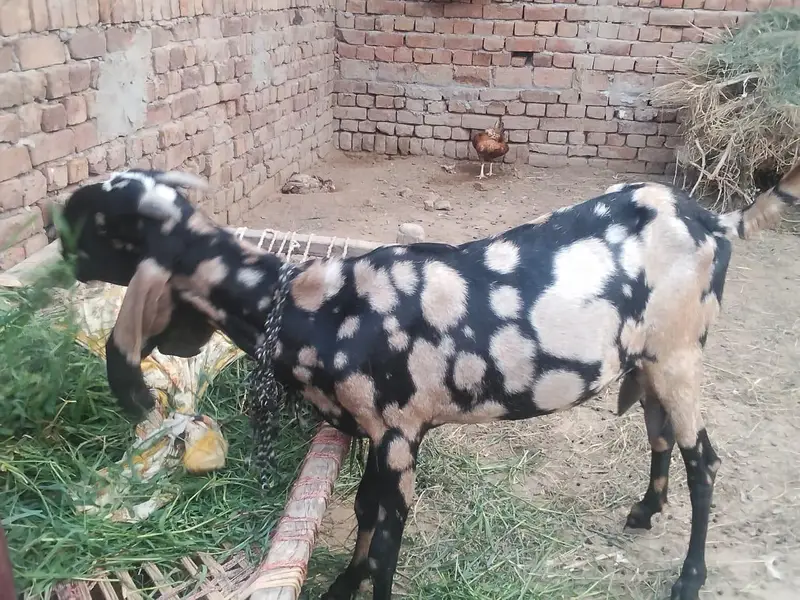 shara bread bakri urgent for sell — photo 2