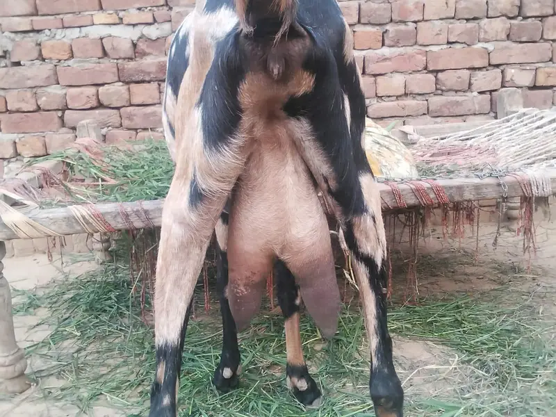 shara bread bakri urgent for sell — photo 3