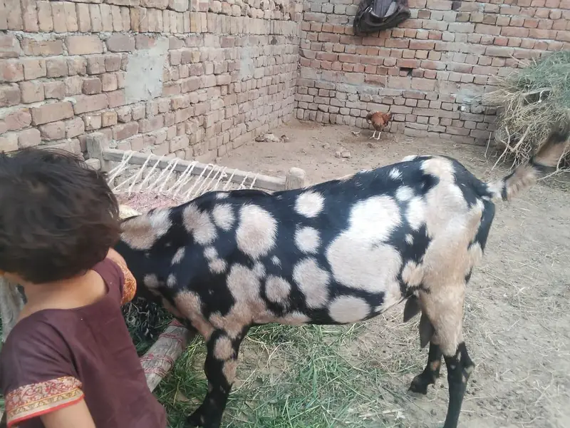 shara bread bakri urgent for sell — photo 4