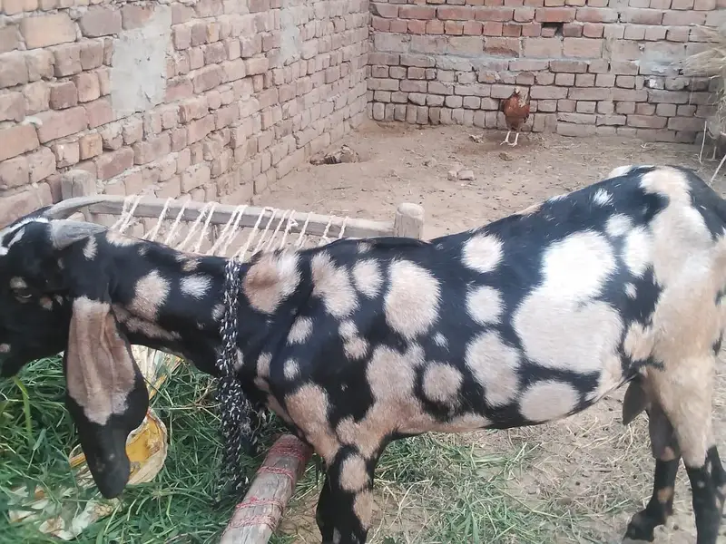 shara bread bakri urgent for sell — photo 5