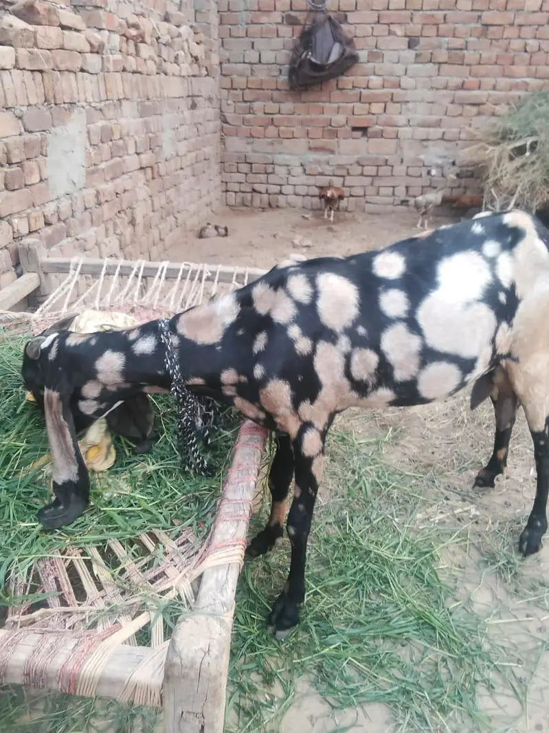 shara bread bakri urgent for sell — photo 6