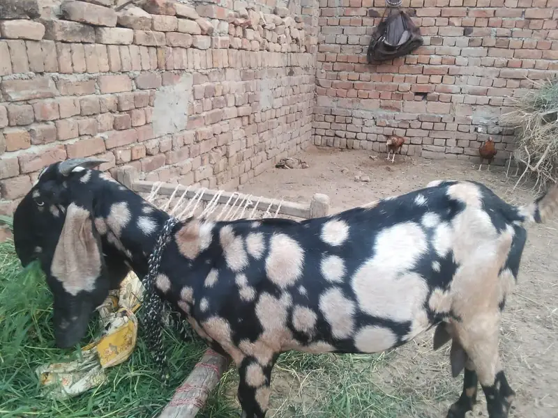 shara bread bakri urgent for sell — photo 7