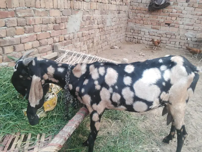 shara bread bakri urgent for sell — photo 8
