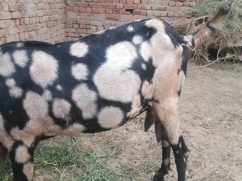 shara bread bakri urgent for sell — photo 9