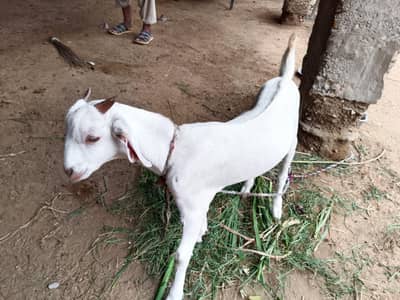 White teeda Aandu Breeder quality