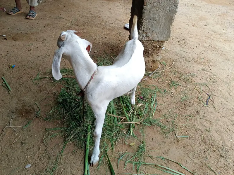 White teeda Aandu Breeder quality — photo 2