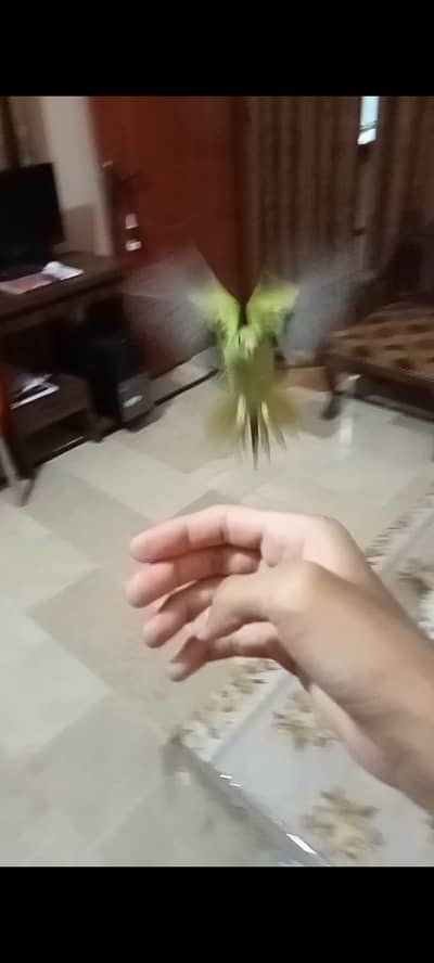 Fly + Hand Tame Ringneck Parrot