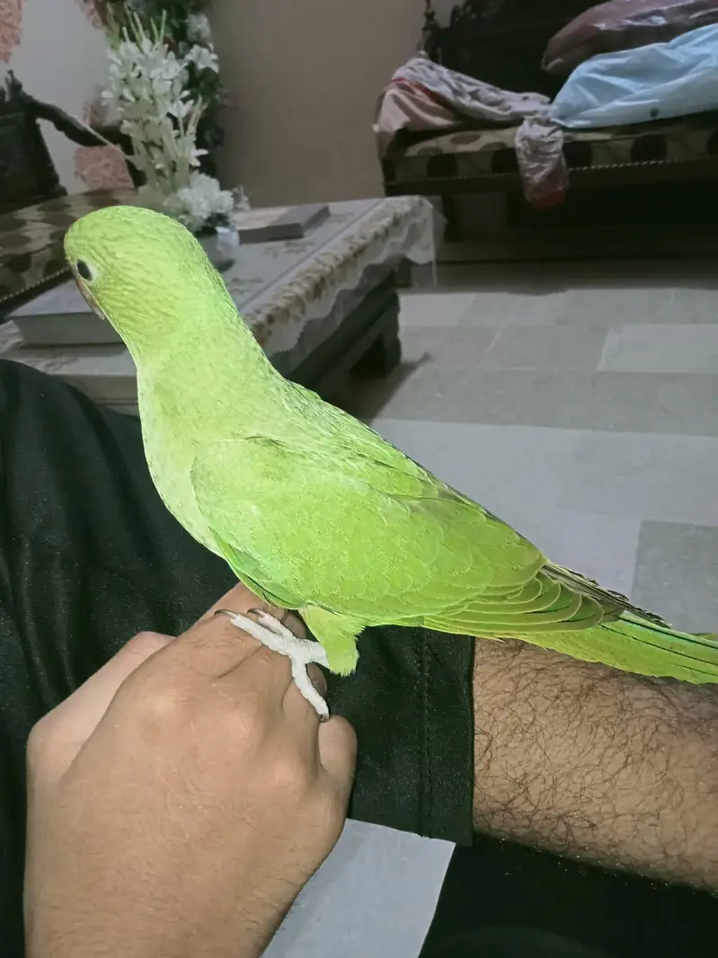 Fly + Hand Tame Ringneck Parrot — photo 3