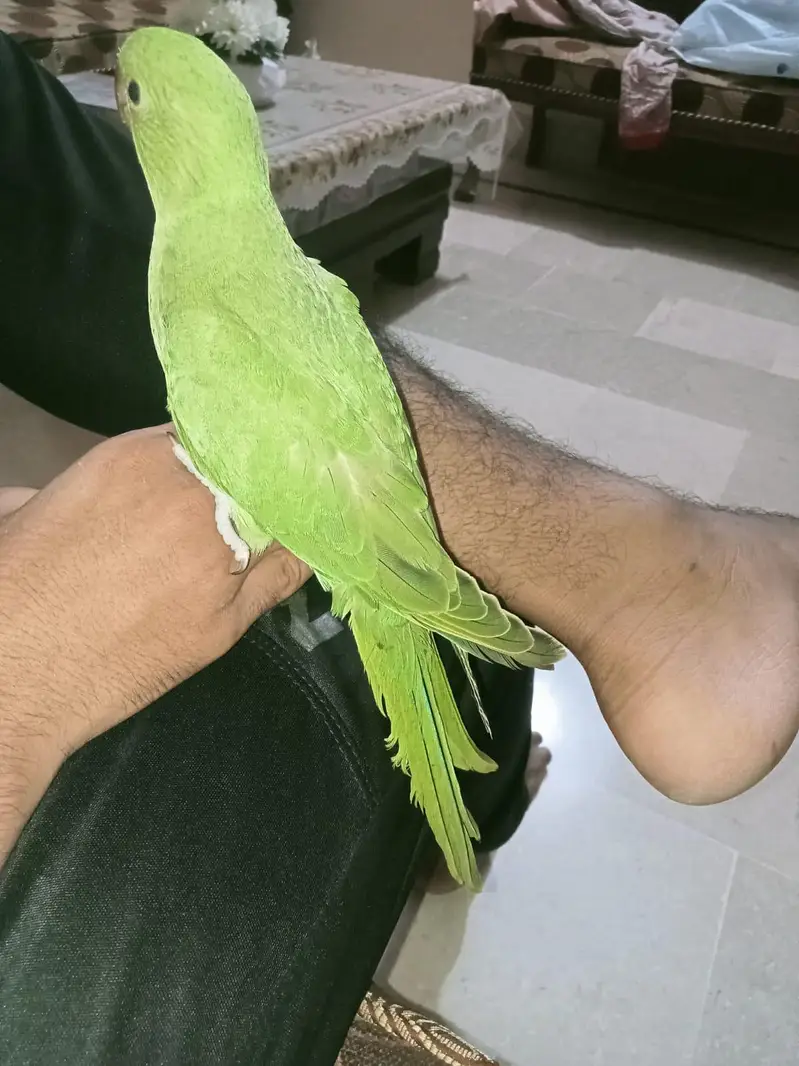 Fly + Hand Tame Ringneck Parrot — photo 4