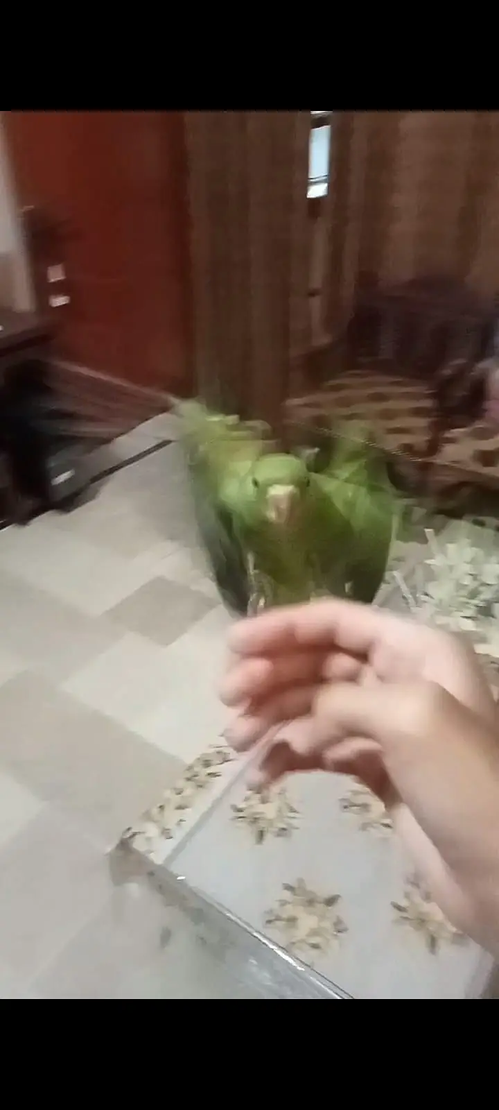 Fly + Hand Tame Ringneck Parrot — photo 5