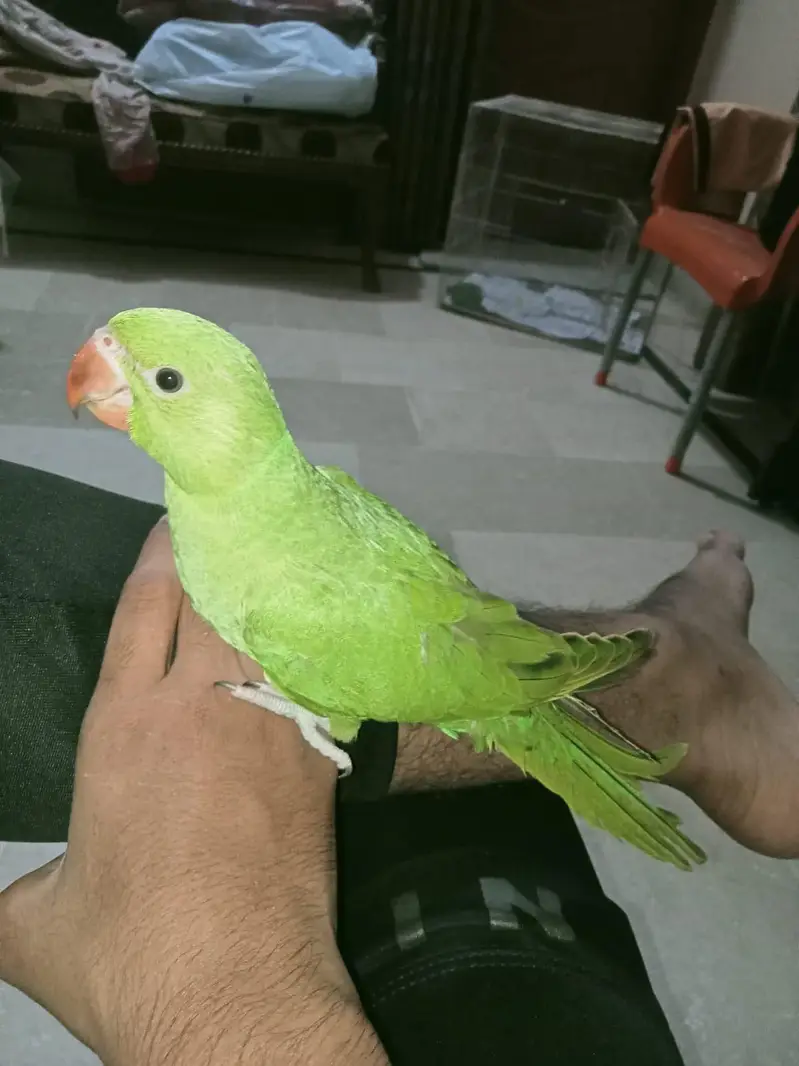 Fly + Hand Tame Ringneck Parrot — photo 6