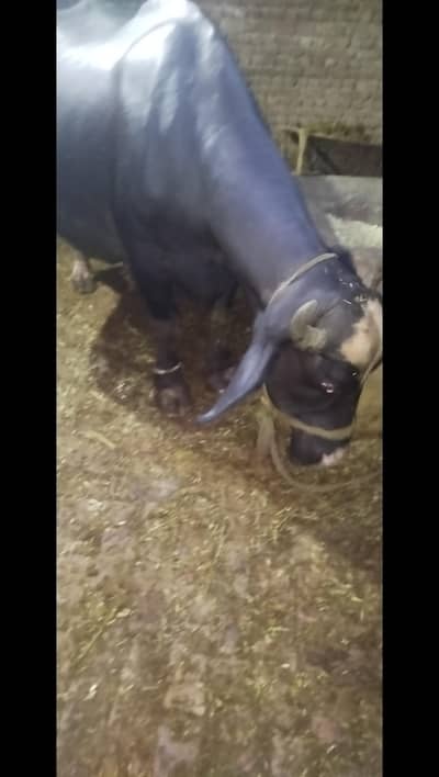 I'm selling my all buffalos and cow
