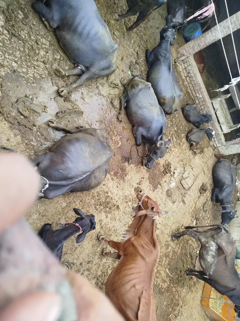 I'm selling my all buffalos and cow — photo 2
