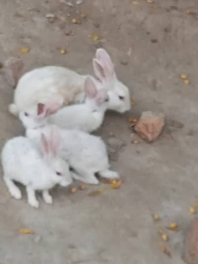 Rabbit