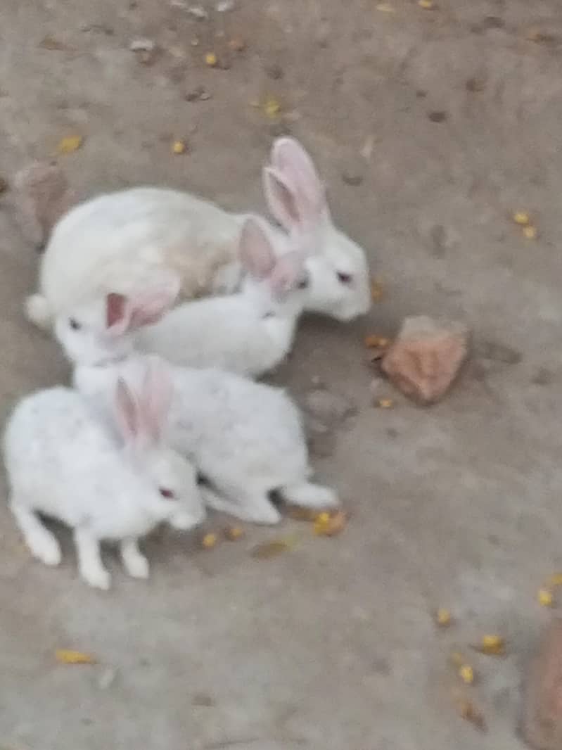 Rabbit 0