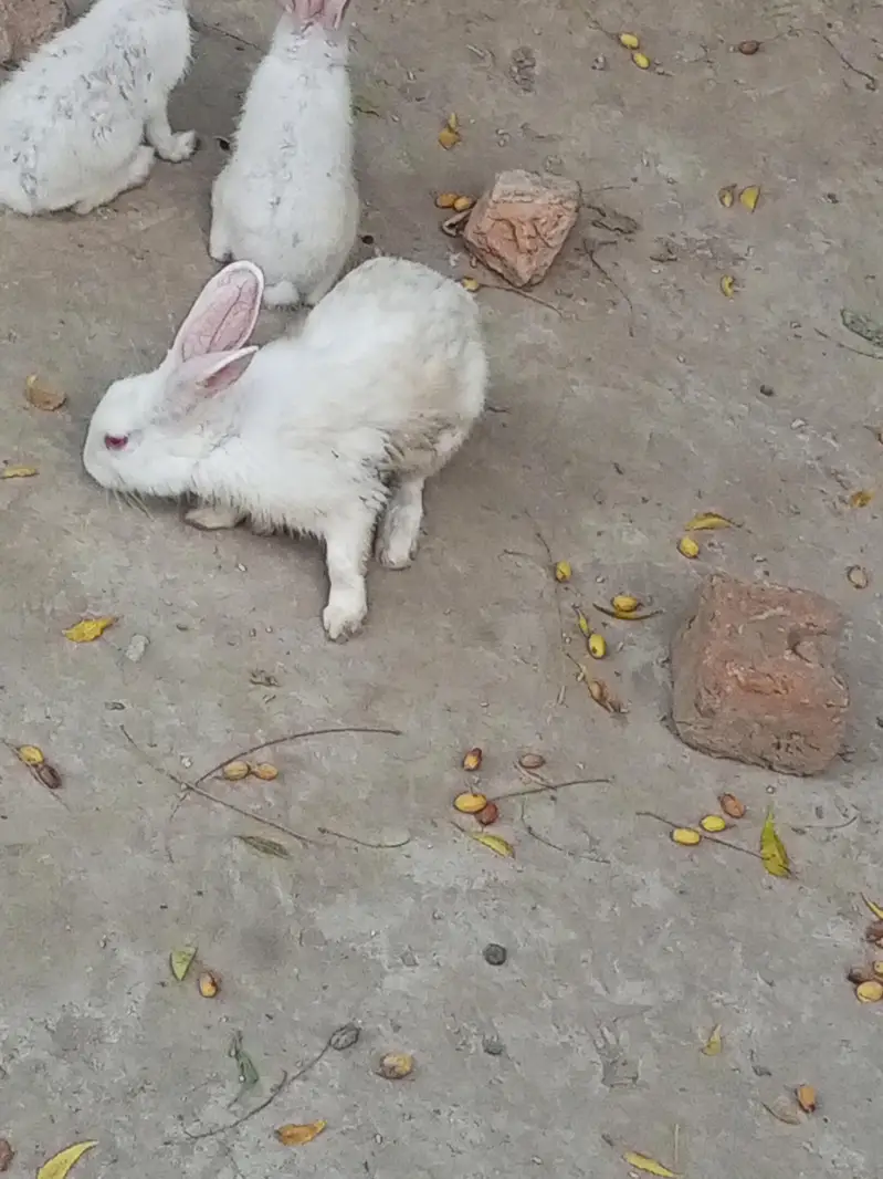 Rabbit — photo 2