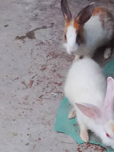 2 rabbits one red eyes full white and one is black eyes