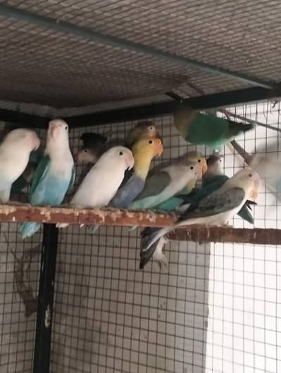 20 piece mix love birds oplin yuving breeders pairs for sale hy