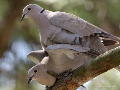 Dove Birds for Sale