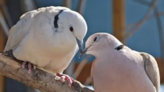 Dove Birds for Sale — photo 2