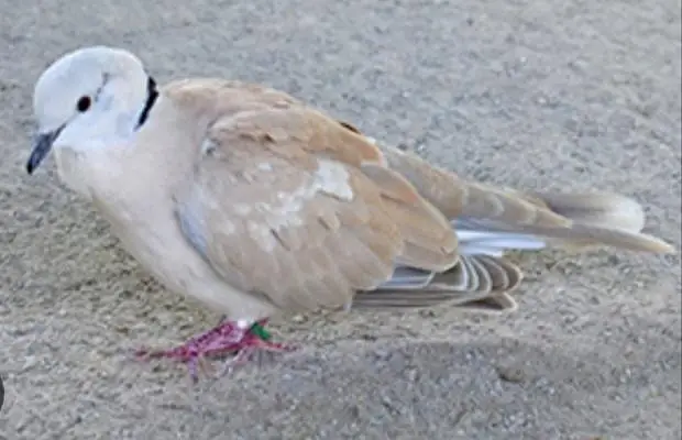 Dove Birds for Sale — photo 3