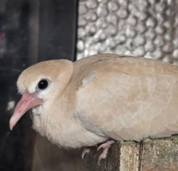 Dove Birds for Sale — photo 5