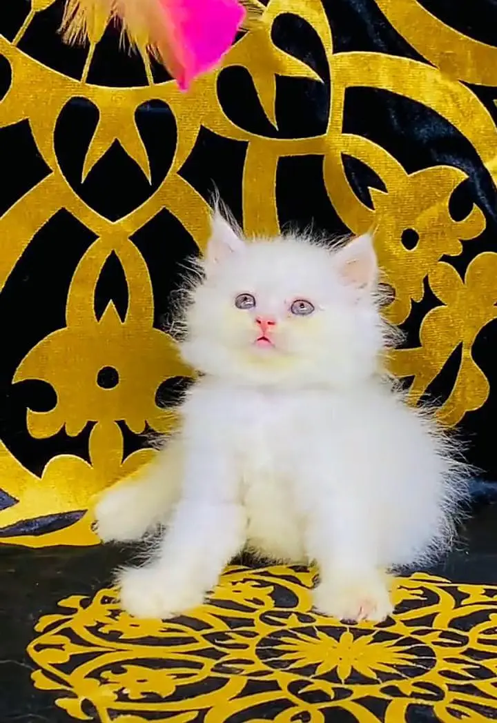 Persian kitten triple quote for sale my WhatsApp03483362563 — photo 2