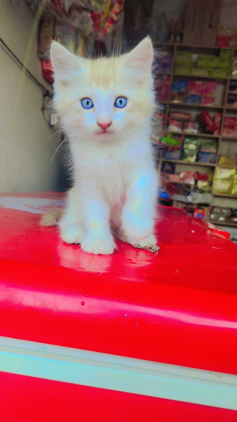  پیارا کِٹن، اچھے گھر کے لیے دستیاب 1