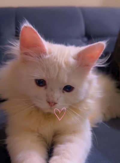  Persian Female Cat for Sale 