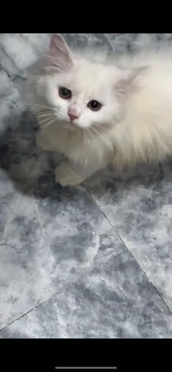  Persian Female Cat for Sale  — photo 2
