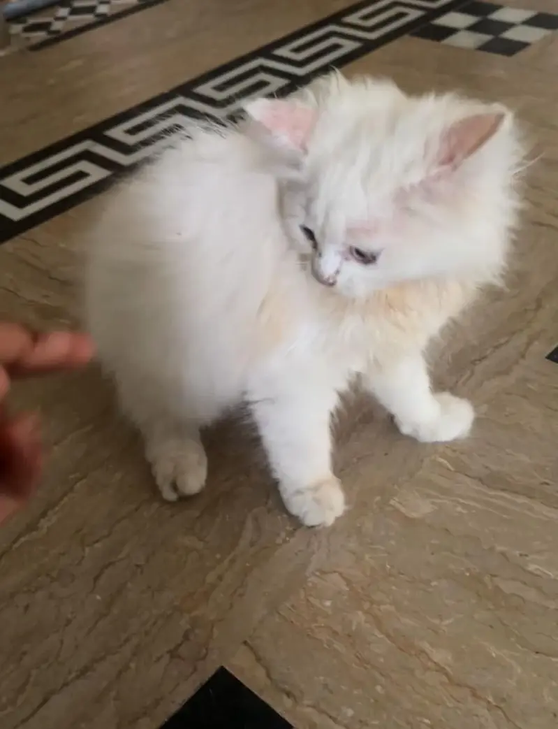  Persian Female Cat for Sale  — photo 4