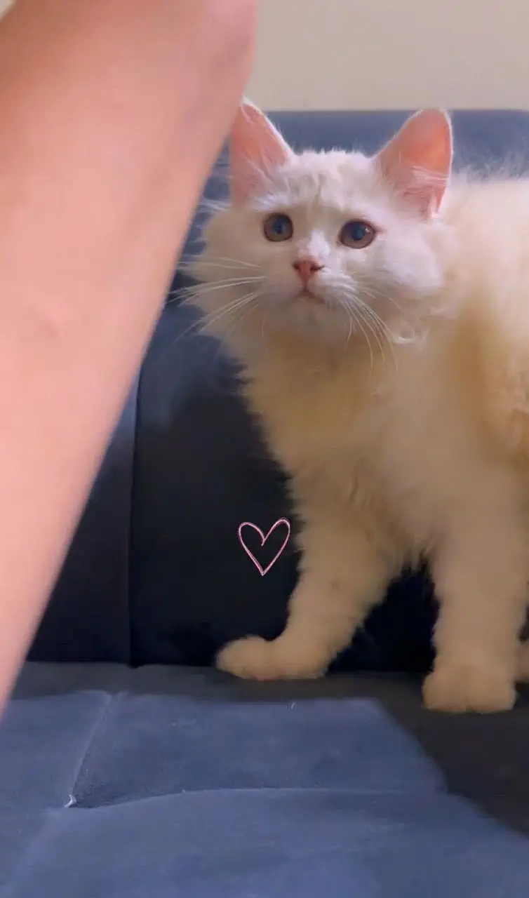  Persian Female Cat for Sale  — photo 5