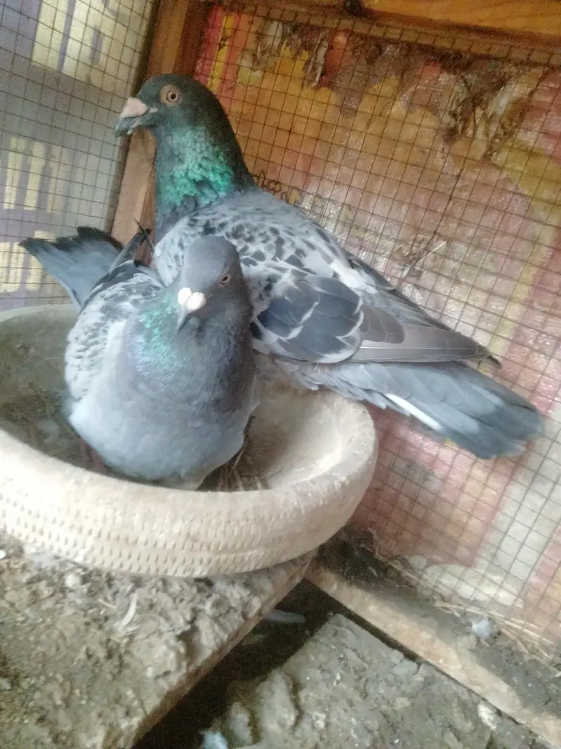 top quality pair with egg — photo 2
