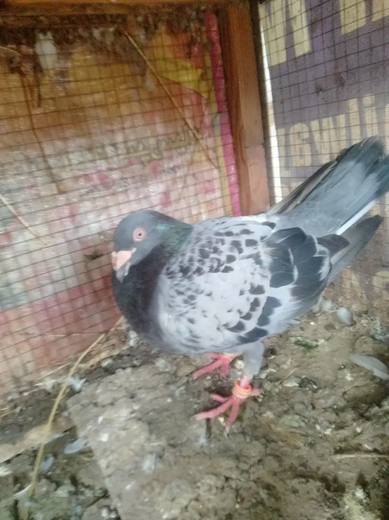 top quality pair with egg — photo 3