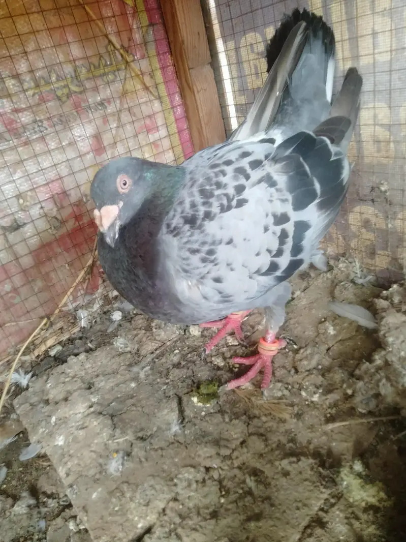 top quality pair with egg — photo 4