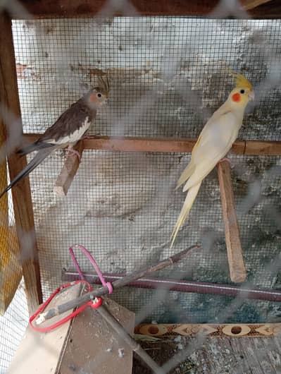 cocktail pair for sale. whatsapp contact only