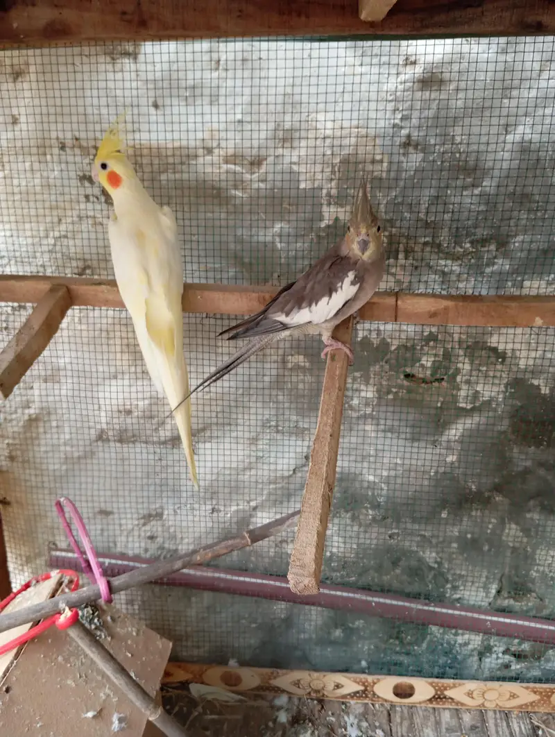 cocktail pair for sale. whatsapp contact only — photo 2