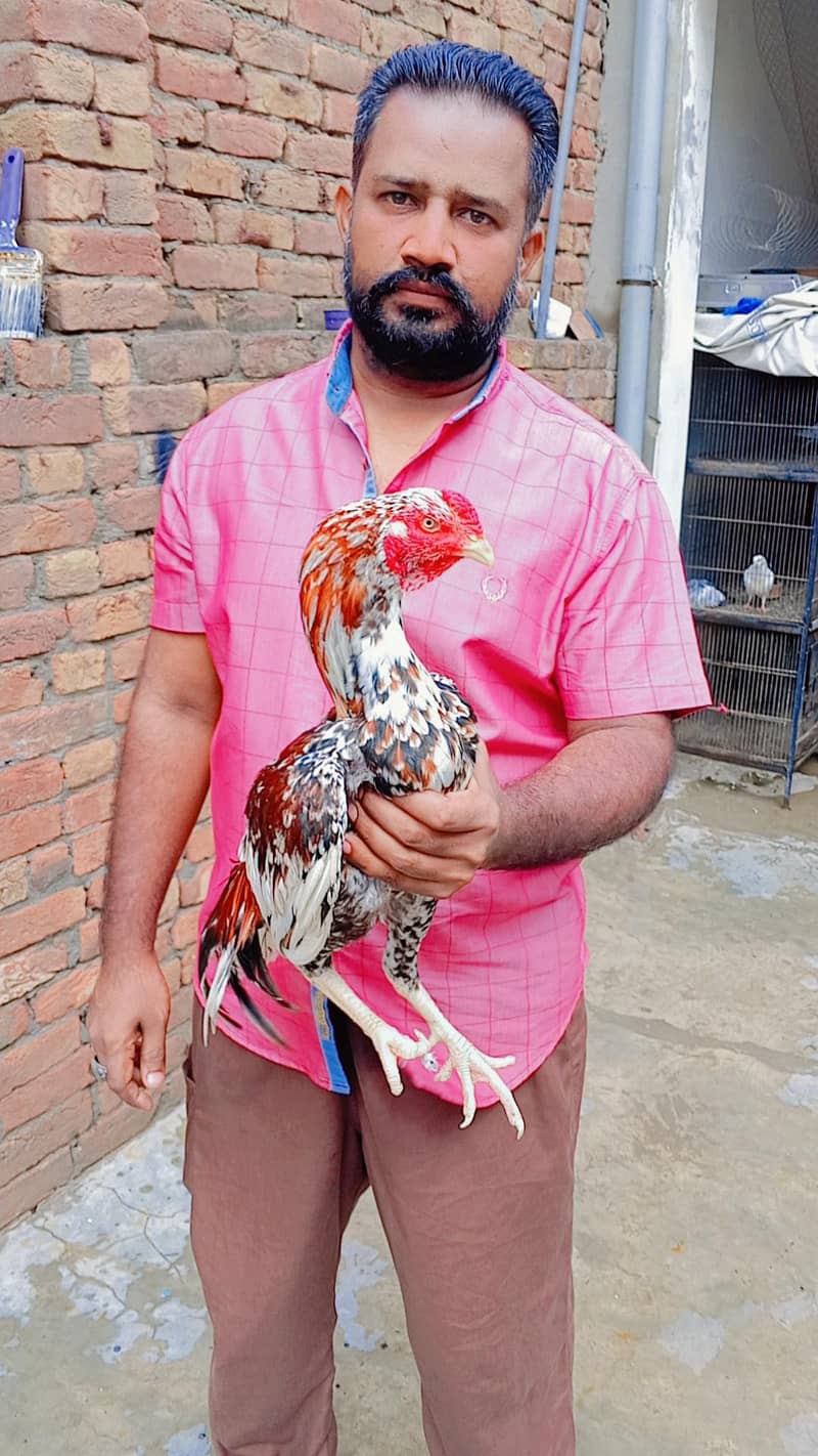 main Vali murga 1