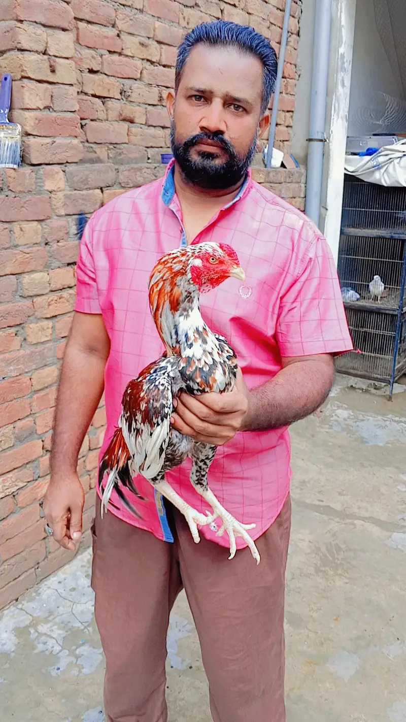 main Vali murga — photo 2