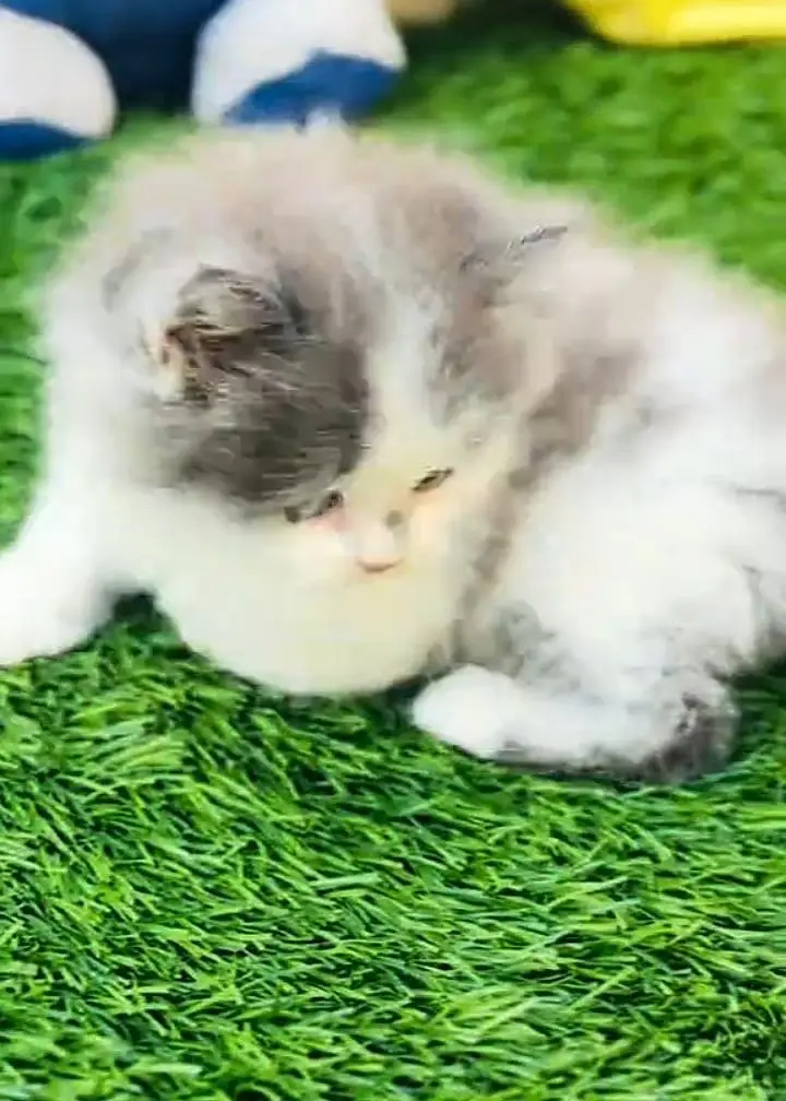 Persian kitten triple quote for sale my WhatsApp03483362563 — photo 2