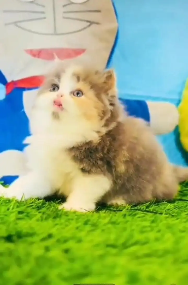Persian kitten triple quote for sale my WhatsApp03483362563 — photo 2