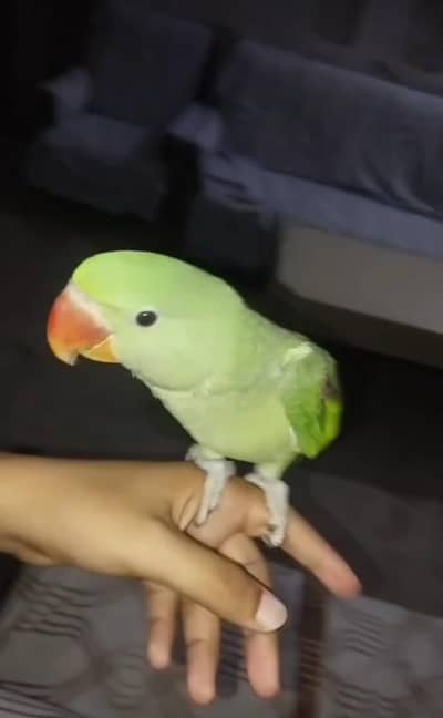 kashmiri raw parrot