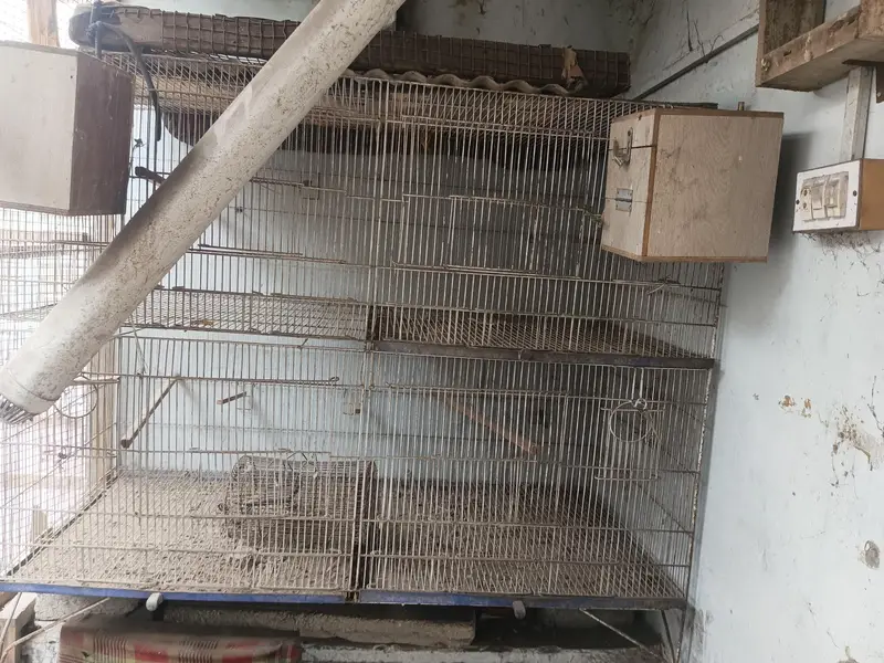 birds cage