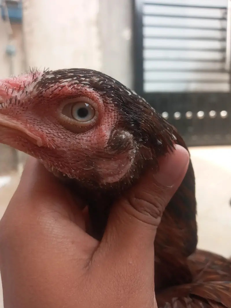 aseel breeder female lakhi whatsapp 03447159982 — photo 2