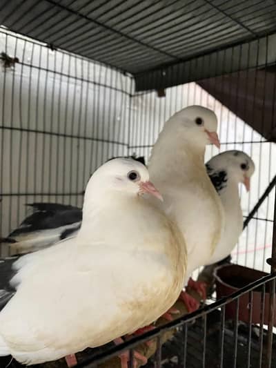 healthy and active lucky Kabootr Pair with baby
