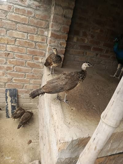Blue shoulder and Opl cross chick full healthy