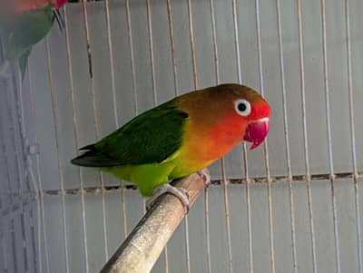 FISHER BREEDER PAIR