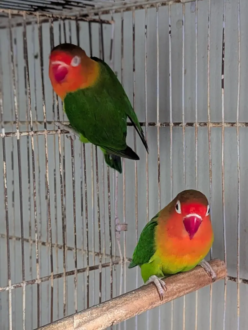 FISHER BREEDER PAIR — photo 2